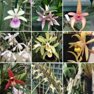 Really Wild Collection