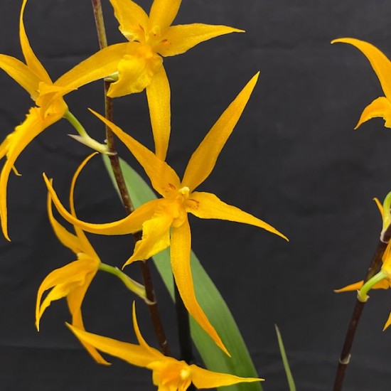 Brassia Anita