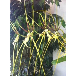 Brassia Edvah Loo "Vera Cruz"