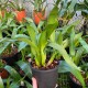 Brassia Edvah Loo "Vera Cruz"