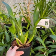 Brassia Santa Barbara