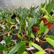 Bulbophyllum Kalimpong
