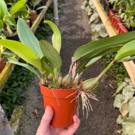 Bulbophyllum Tonya Jacobs