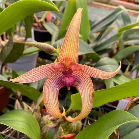 Bulbophyllum Tonya Jacobs