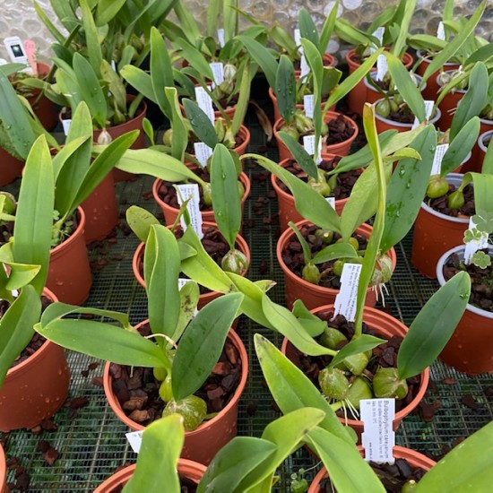 Bulbophyllum careyanum