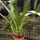 Camaridium cucullatum