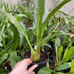 Coelogyne mooreana 'Magnifica'