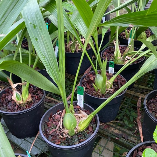 Coelogyne mooreana 