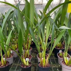 Coelogyne multiflora ‘Suwada’ CBR/JOGA