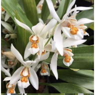 Coelogyne ochracea "Orange"