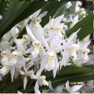 Coelogyne ochracea var alba