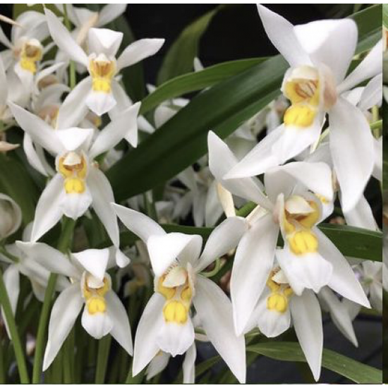 Coelogyne ochracea "Yellow"