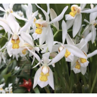 Coelogyne ochracea "Super"