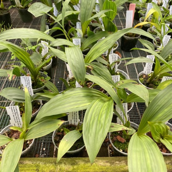 Coelogyne pulverula