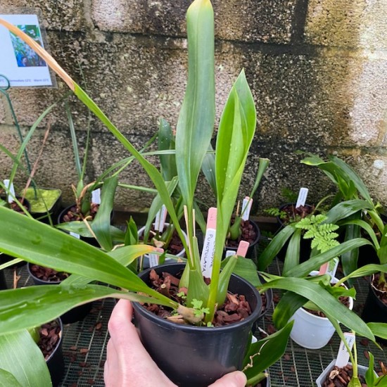 Coelogyne punctulata