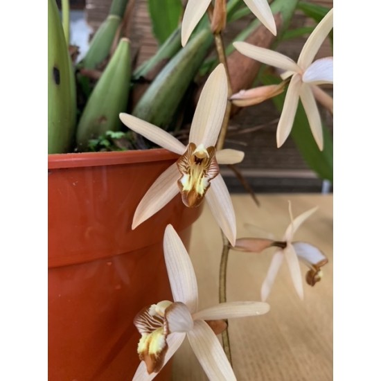 Coelogyne velutina