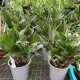 Dendrobium Berry Oda
