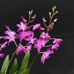 Dendrobium Berry Oda