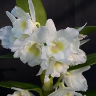 Dendrobium Spring Dream