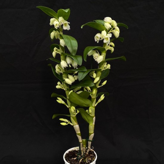 Dendrobium Spring Dream