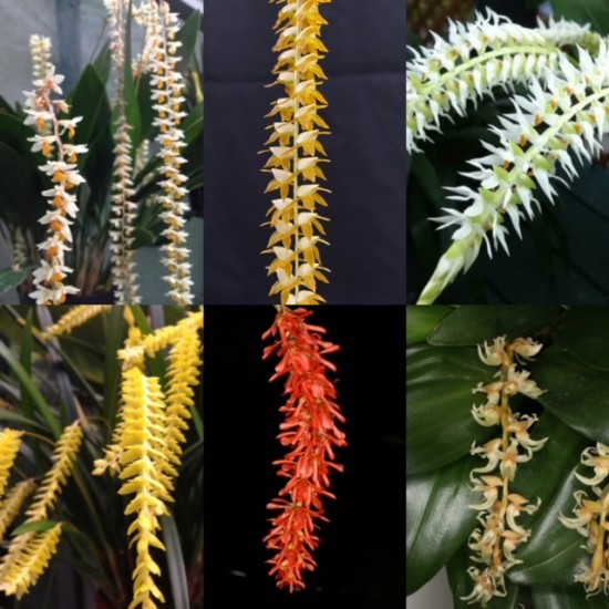 Dendrochilum Collection