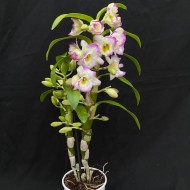 Dendrobium Irene Smile
