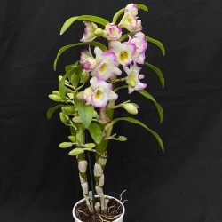 Dendrobium Irene Smile
