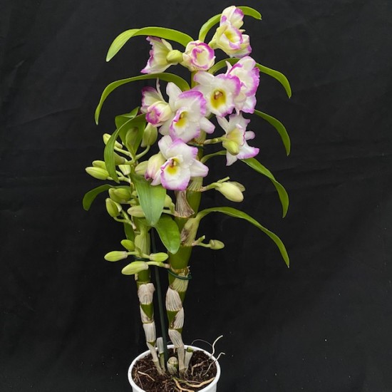 Dendrobium Irene Smile