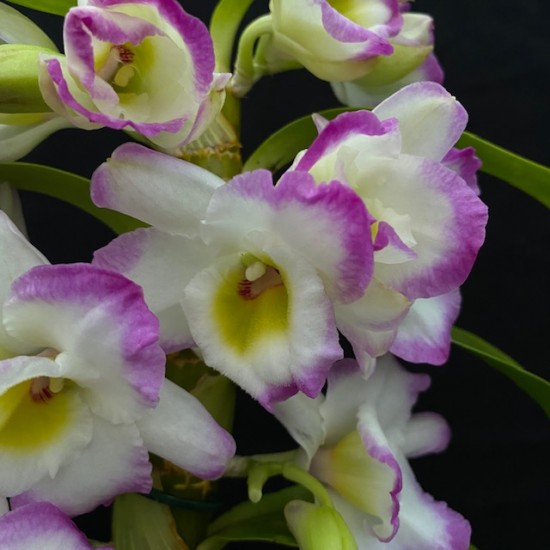 Dendrobium Irene Smile