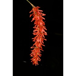 Dendrochilum coccineum