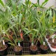 Dendrochilum coccineum