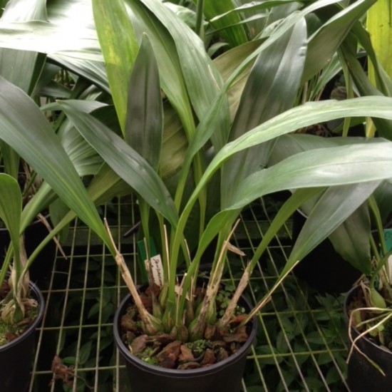 Dendrochilum glumaceum 'Orchid Paradise'