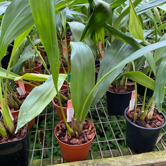 Dendrochilum glumaceum 'Orchid Paradise'