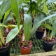 Dendrochilum glumaceum 'Orchid Paradise'