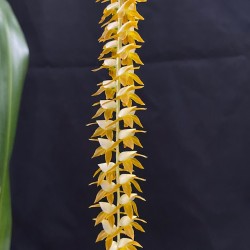 Dendrochilum latifolium