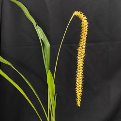 Dendrochilum latifolium