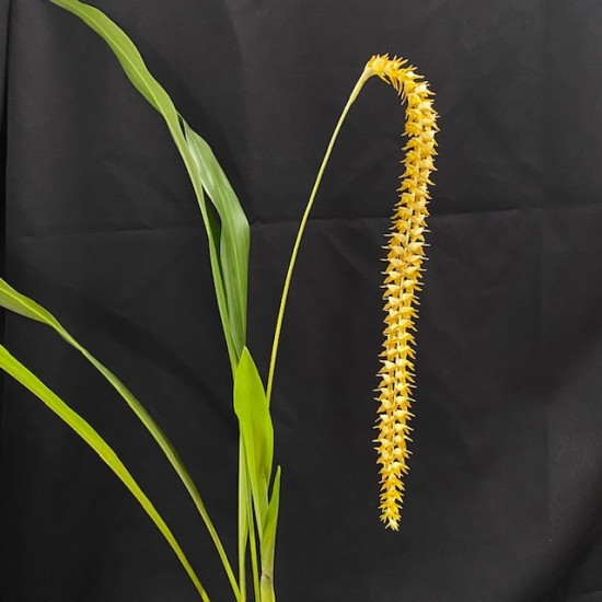 Dendrochilum latifolium