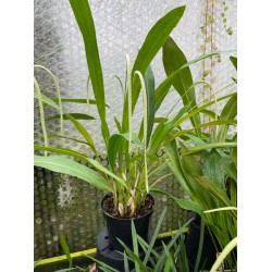 Dendrochilum latifolium