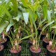 Dendrochilum latifolium