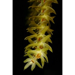Dendrochilum magnum