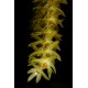 Dendrochilum magnum