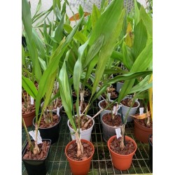 Dendrochilum magnum