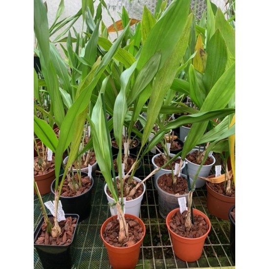 Dendrochilum magnum