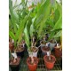Dendrochilum magnum