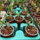 Dendrochilum pallidiflavens