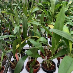 Dendrochilum pangasinanense
