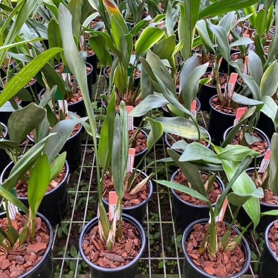Dendrochilum uncatum