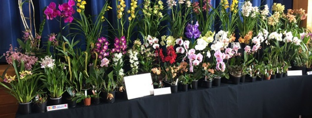 Wessex Orchid Show - Sun 30th October 2022