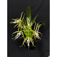 Epidendrum ciliare