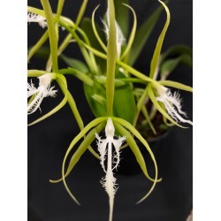 Epidendrum ciliare